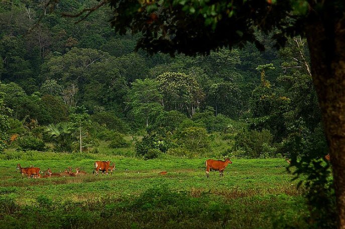 Alas Purwo National Park, Banyuwangi, East Java, Indonesia